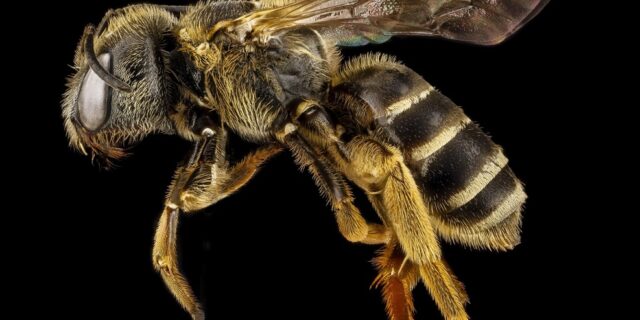 Réagir en cas d’urgence : Piqûres de guêpes, abeilles, frelons
